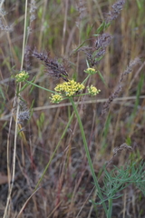 Lomatium triternatum brevifolium