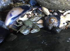 Petrolisthes cinctipes