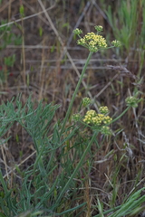 Lomatium triternatum brevifolium