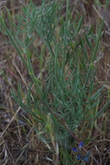 Lomatium triternatum brevifolium