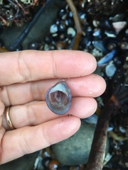 Crepidula onyx