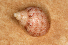 Phasianella ventricosa image