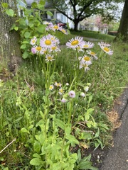 Erigeron philadelphicus