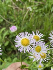 Erigeron philadelphicus