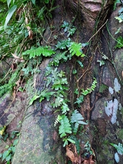 Arthropteris palisotii