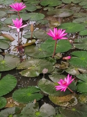 Nymphaea rubra