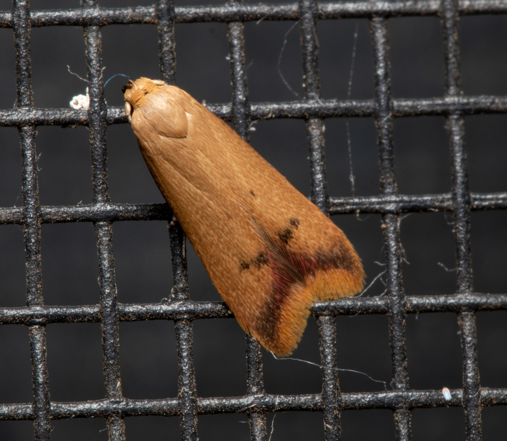 Tachystola hemisema