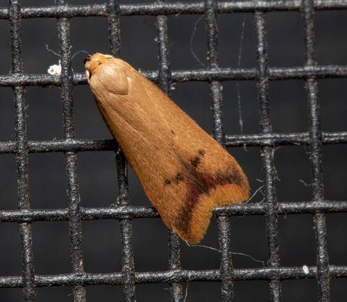 Tachystola hemisema (Meyrick, 1885)