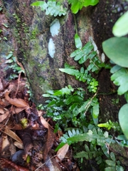 Arthropteris palisotii