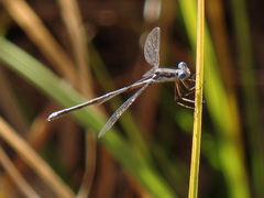 Lestes congener