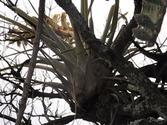 Tillandsia bourgaei