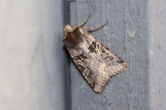 Cerastis enigmatica