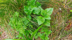 Urtica australis