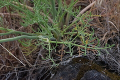 Lomatium triternatum brevifolium