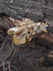 Pleurotus