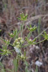 Lomatium triternatum brevifolium