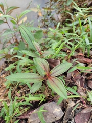 Melastoma malabathricum