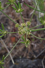 Lomatium triternatum brevifolium