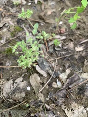 Cerastium brachypetalum