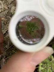 Cerastium brachypetalum
