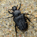 Predatory Chafers - Photo (c) Ludo Leclerc, some rights reserved (CC BY-NC), uploaded by Ludo Leclerc