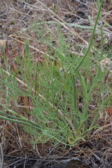 Lomatium triternatum brevifolium