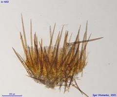 Cheilymenia stercorea