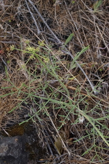 Lomatium triternatum brevifolium