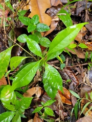 Chionanthus domingensis