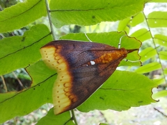 Lipararchis