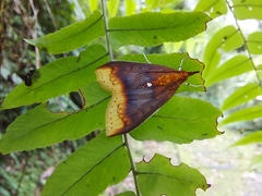 Lipararchis