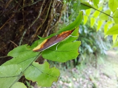 Lipararchis