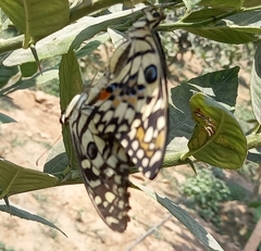 Papilio demoleus