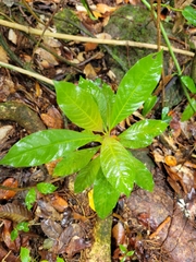 Palicourea brachiata