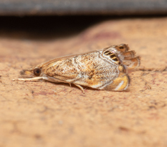 Nymphicula queenslandica