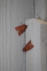 Orthosia transparens
