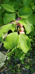 Viburnum ellipticum