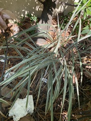 Ophiopogon jaburan