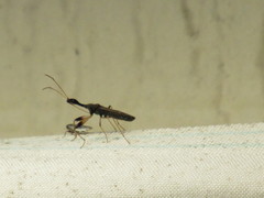 Myodocha serripes