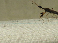 Myodocha serripes