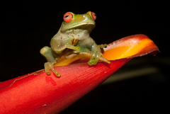 Aplastodiscus cavicola