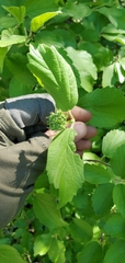 Viburnum ellipticum