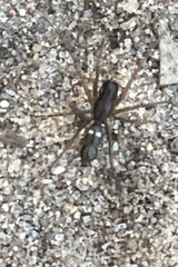 Microlinyphia mandibulata