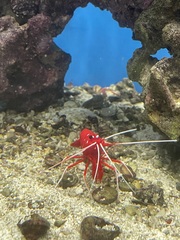 Lysmata debelius