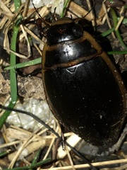 Dytiscus harrisii