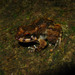 Tasan Frog - Photo (c) Yingyod Lapwong, some rights reserved (CC BY-NC), uploaded by Yingyod Lapwong