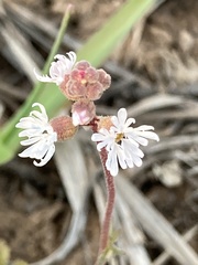 Lithophragma tenellum