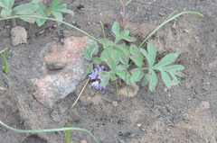 Hydrophyllum alpestre