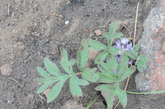 Hydrophyllum alpestre