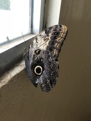 Caligo telamonius memnon